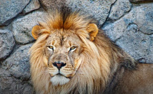 Leão do Imposto de Renda